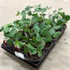 FRAGARIA 10,5 CM JORDBUBBE 1X15